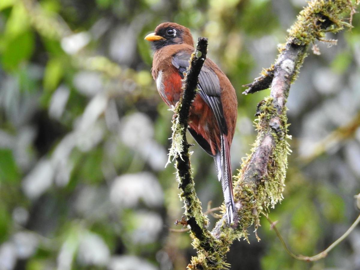 Biohostal Mindo Cloud Forest Exterior photo