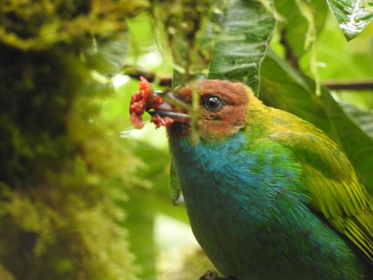 Biohostal Mindo Cloud Forest Exterior photo